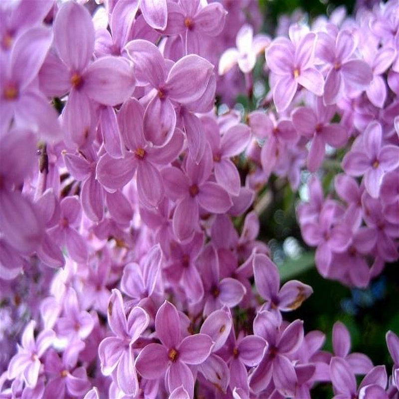 Pianta di LILLA' fiore VIOLA in vaso Syringa Vulgaris 16/18 cm FOTO REALE