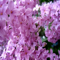 Pianta di LILLA' fiore VIOLA in vaso Syringa Vulgaris 16/18 cm FOTO REALE