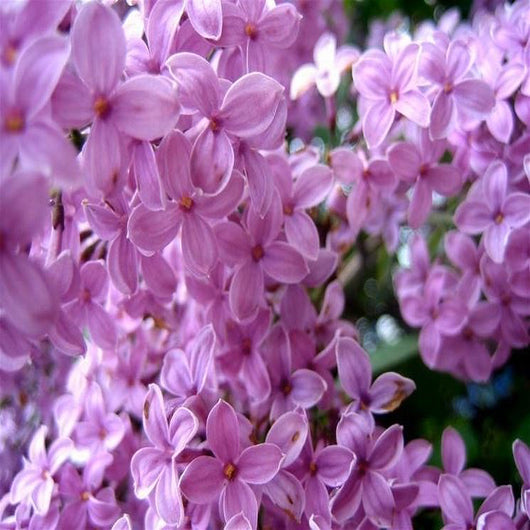 Pianta di LILLA' fiore VIOLA in vaso Syringa Vulgaris 16/18 cm FOTO REALE