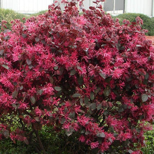 Pianta di LOROPETALUM CHINENSIS BLACK PEARL Porpora IN VASO 18 CM FOTO REALE