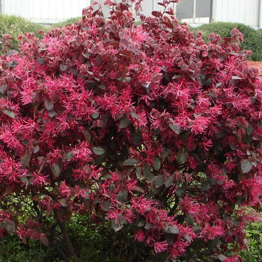 Pianta di LOROPETALUM CHINENSIS BLACK PEARL Porpora IN VASO 18 CM FOTO REALE