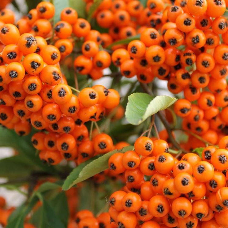 Pianta di PYRACANTHA NAVAHO ORANGE piracanta pungitopo h40cm VASO18 FOTO REALE