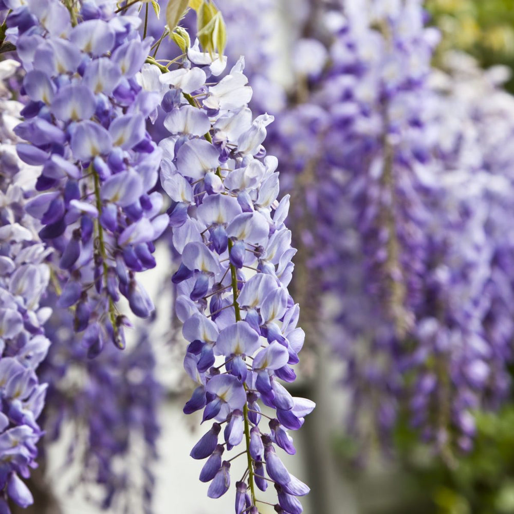 Glicine viola in vaso 17 cm