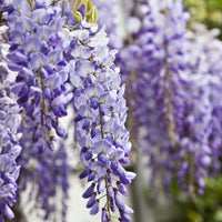 Glicine viola in vaso 17 cm