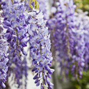 Glicine viola in vaso 17 cm