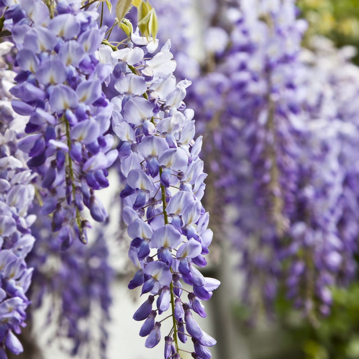 Glicine viola in vaso 17 cm