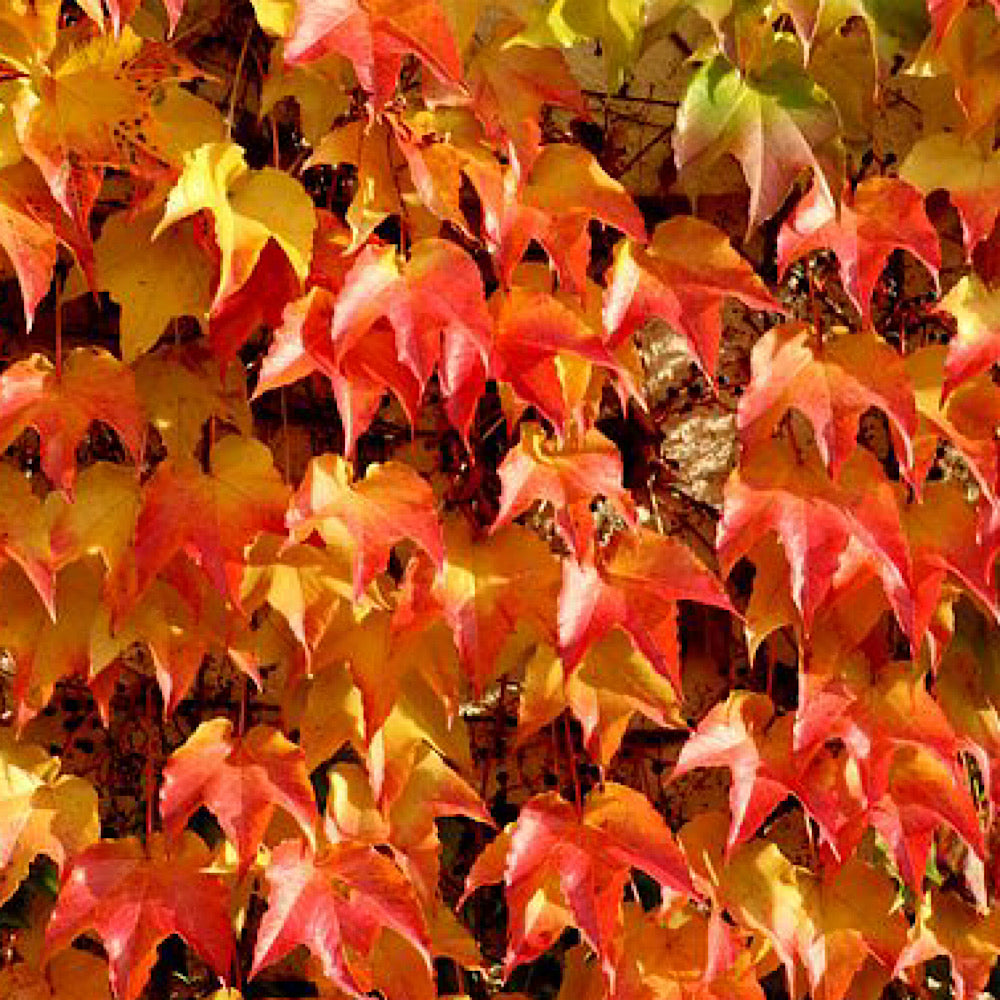 Pianta di Vite CANADESE  Tricuspidata Ampelopsis in vaso 18 cm h 100 AMDGarden