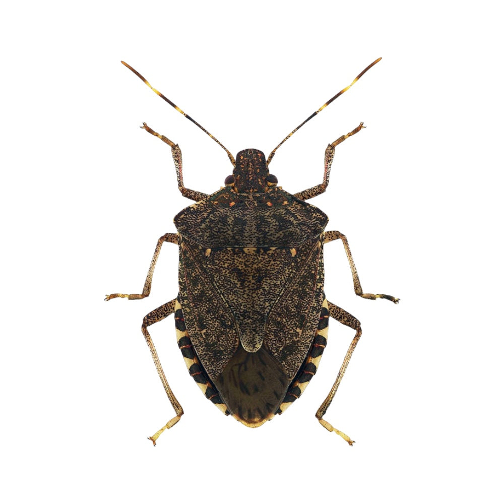 ZAPICID GIALLO INSETTICIDA SPRAY FORMICHE E SCARAFAGGI pronto all'uso 500 ml