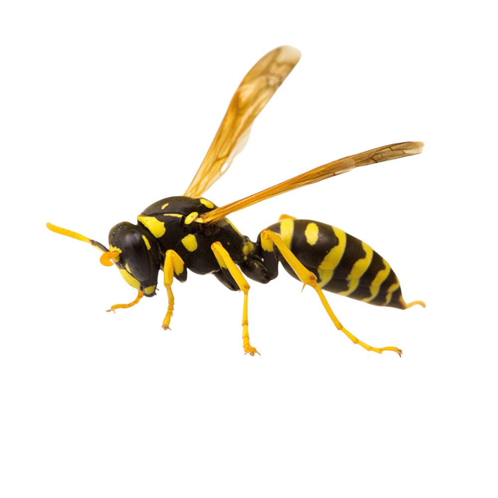 ZAPICID GIALLO INSETTICIDA SPRAY FORMICHE E SCARAFAGGI pronto all'uso 500 ml