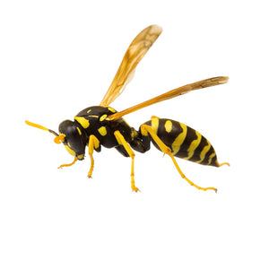 ZAPICID GIALLO INSETTICIDA SPRAY FORMICHE E SCARAFAGGI pronto all'uso 500 ml