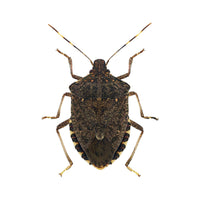 ZAPICID POLVERE insetticida PER FORMICHE E SCARAFAGGI 250 GR ZAPI