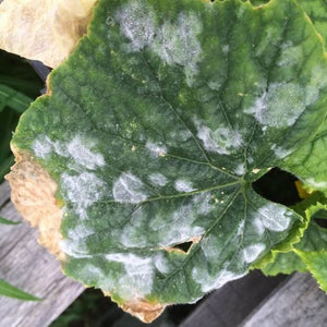 EQUISETO FUNGICIDA BIOLOGICO per piante BOLLA DEL PESCO OIDIO 500ml Flortis