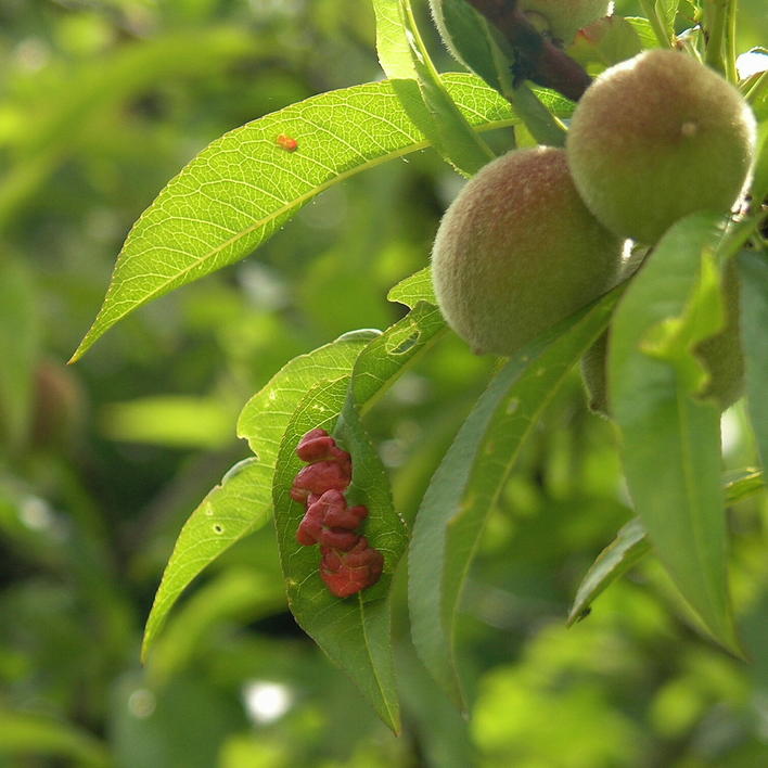 FUNGICIDA BIOLOGICO LECITINA DI SOIA bolla del pesco mal bianco peronospora 100g