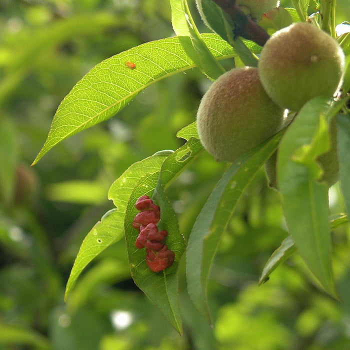 FUNGICIDA BIOLOGICO LECITINA DI SOIA bolla del pesco mal bianco peronospora 100g