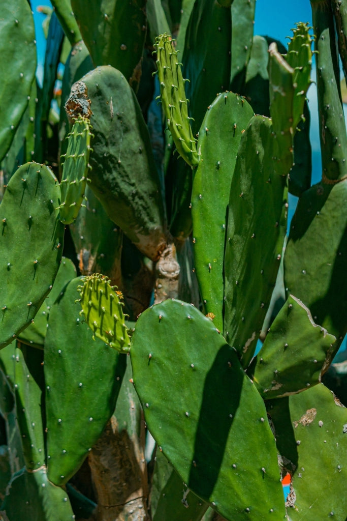 OPUNTIA INDICA (FICO D'INDIA) SENZA SPINE VASO 24