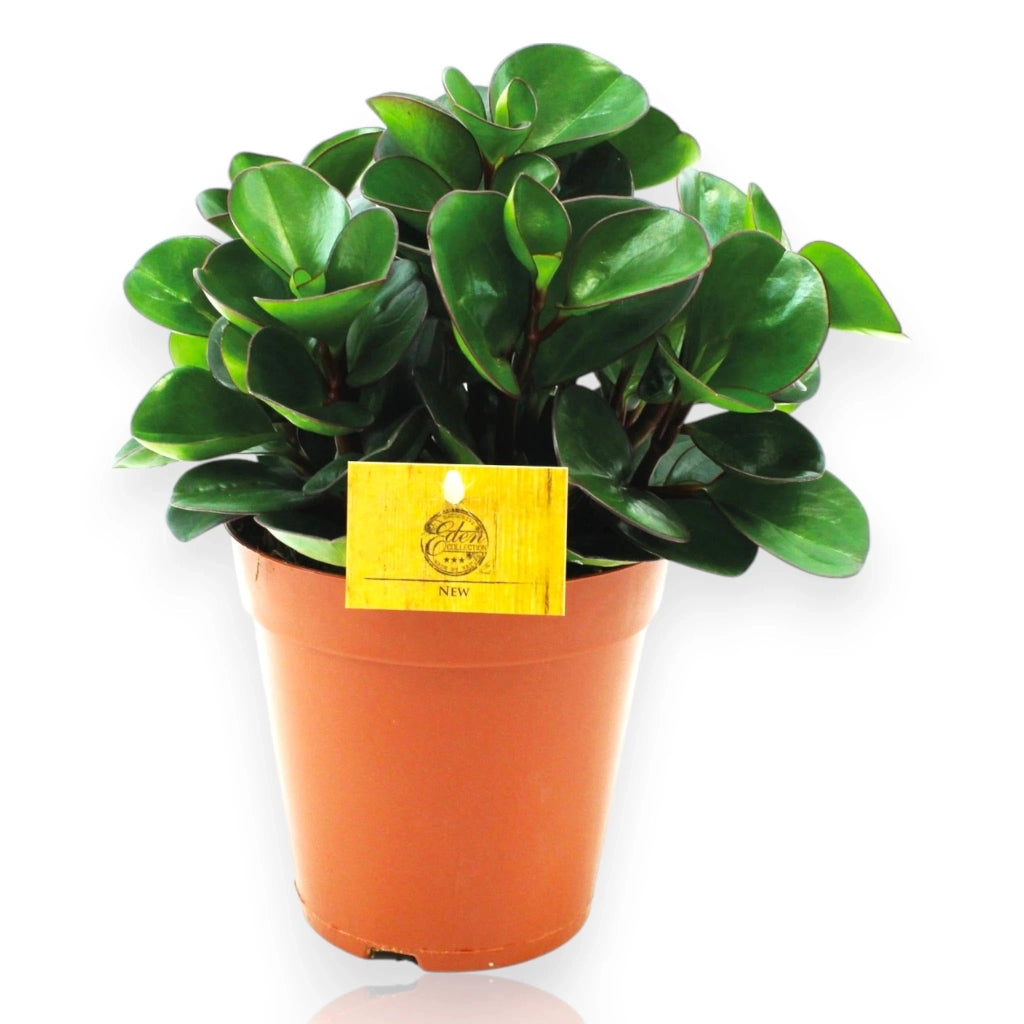 Gardenaria Peperomia obtusifolia 'Burning bush' - Pianta da interno ornamentale Altezza: 25 cm (vaso 15)