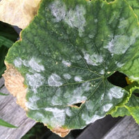 ZOLFO VENTILATO biologico CONTRO MALATTIE FUNGINE funghi 1 KG GREEN