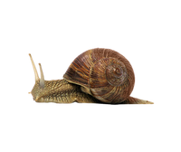 CONCIME REPELLENTE DISABITUANTE PER INSETTI del terreno 1500 GR FLORTIS