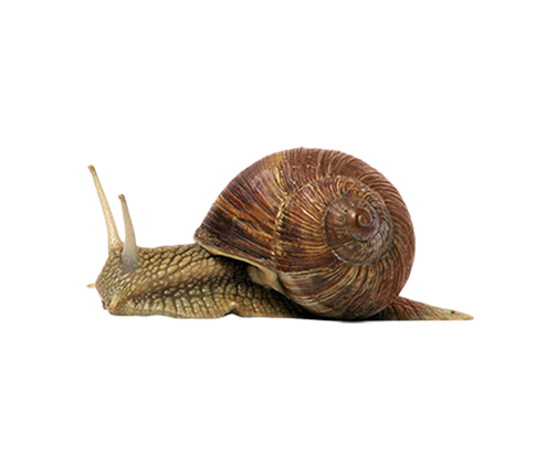 CONCIME REPELLENTE DISABITUANTE PER INSETTI del terreno 1500 GR FLORTIS