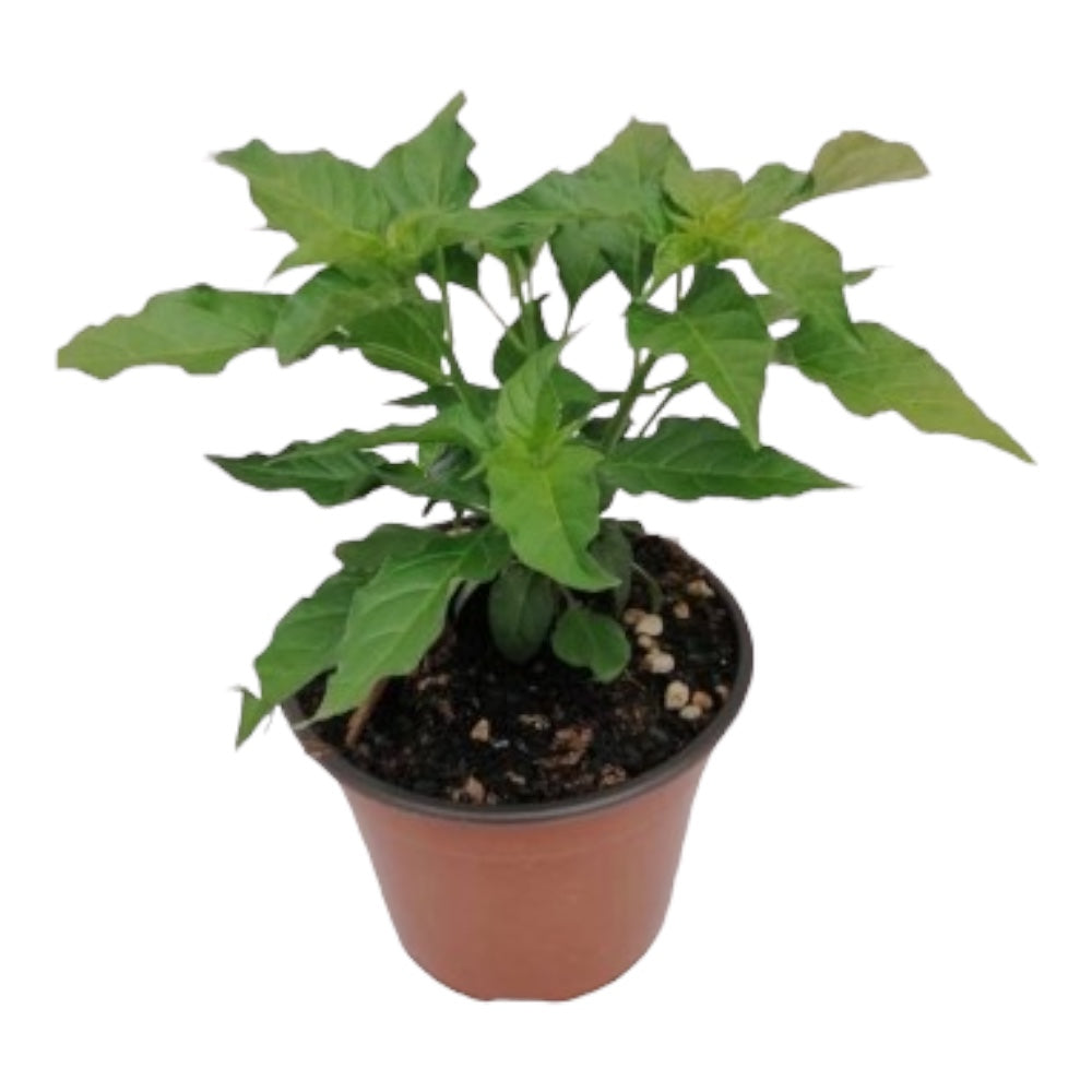 CONCIME specifico PEPERONCINI GRANULARE aumenta la piccantezza 500 GR FLORTIS