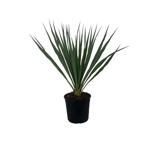 Yucca Filamentosa da fiore  in vaso 18 cm AMDGarden