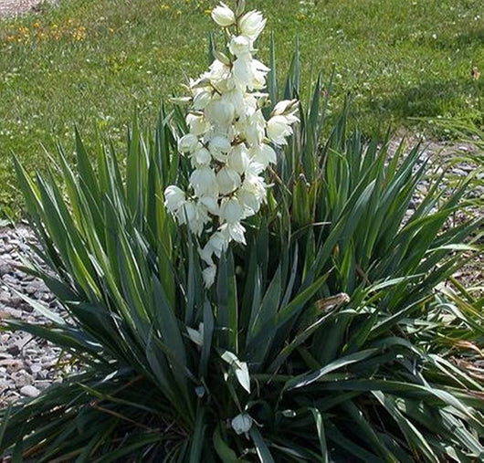 Yucca Filamentosa da fiore  in vaso 18 cm AMDGarden
