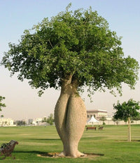 Chorisia Speciosa 90–100 cm – Albero Ornamentale Esotico a Crescita Rapida