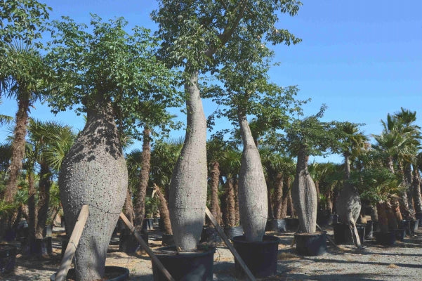 Chorisia Speciosa 90–100 cm – Albero Ornamentale Esotico a Crescita Rapida