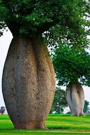 Chorisia Speciosa 90–100 cm – Albero Ornamentale Esotico a Crescita Rapida