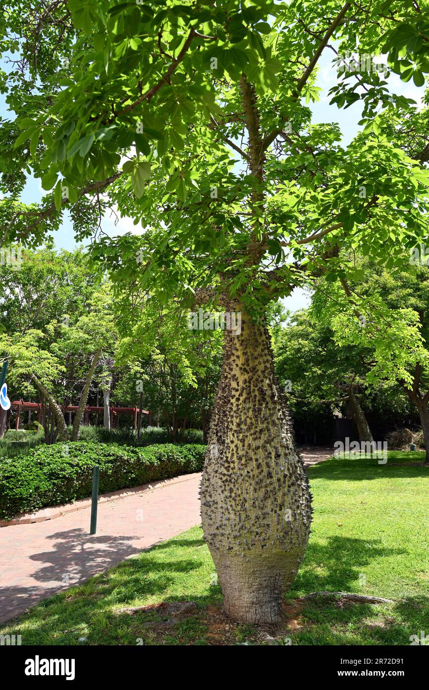 Chorisia Speciosa 90–100 cm – Albero Ornamentale Esotico a Crescita Rapida