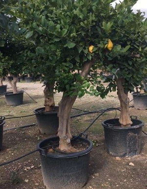 Citrus Limon 90–100 cm – Albero di Limone Produttivo per Giardini e Terrazzi