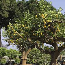 Citrus Limon 90–100 cm – Albero di Limone Produttivo per Giardini e Terrazzi