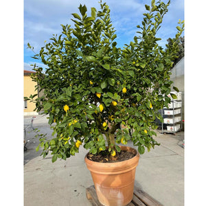 Citrus Limon 90–100 cm – Albero di Limone Produttivo per Giardini e Terrazzi