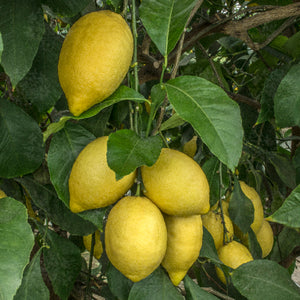 Citrus Limon 90–100 cm – Albero di Limone Produttivo per Giardini e Terrazzi