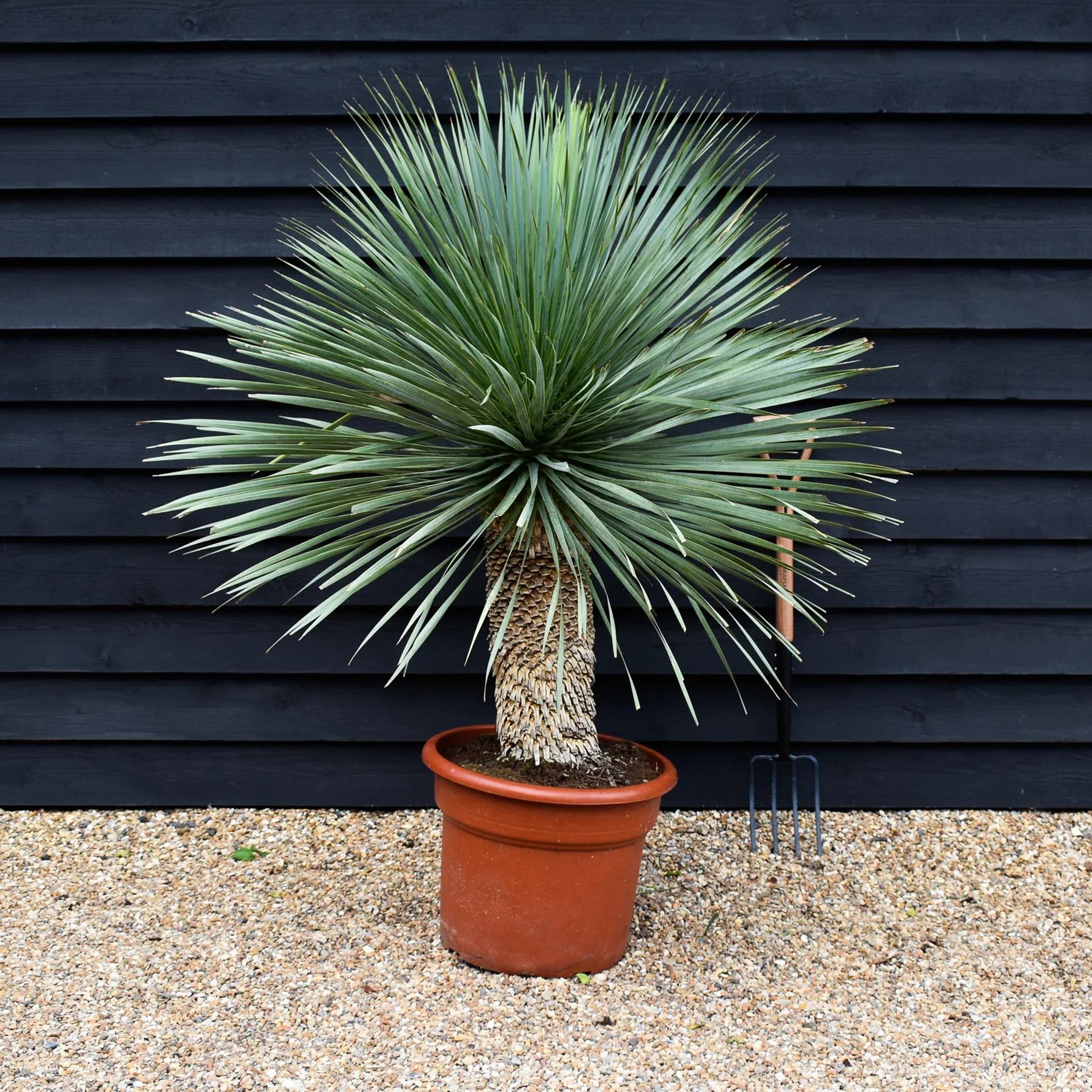 Yucca Rostrata V40 – Pianta Ornamentale Sempreverde Resistente e Scultorea