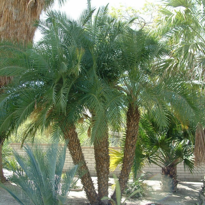 Phoenix Roebelenii V26 Robellina Palma Nana dei datteri foto reali H 120cm