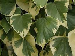 Hedera Helix Gloire de Marengo H150 – Edera Variegata Rampicante Ornamentale