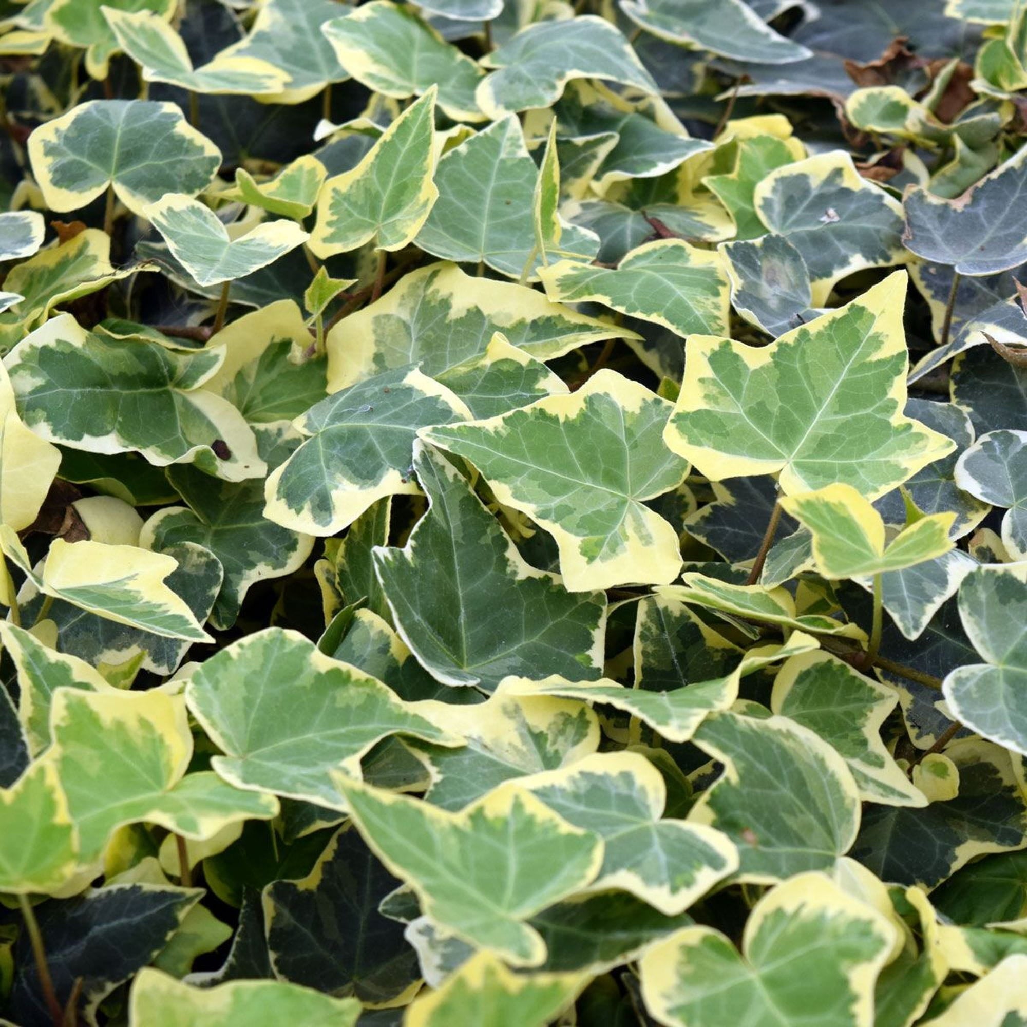 Hedera helix ‘Goldchild’ – Edera ornamentale sempreverde variegata