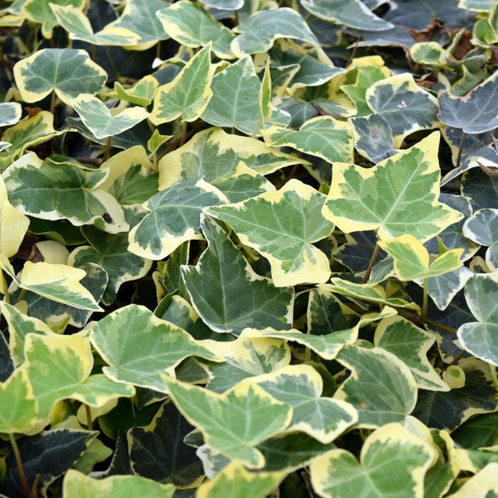 Hedera helix ‘Goldchild’ – Edera ornamentale sempreverde variegata