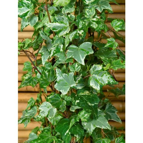 Hedera helix ‘Kolibri’ – Edera ornamentale sempreverde variegata compatta
