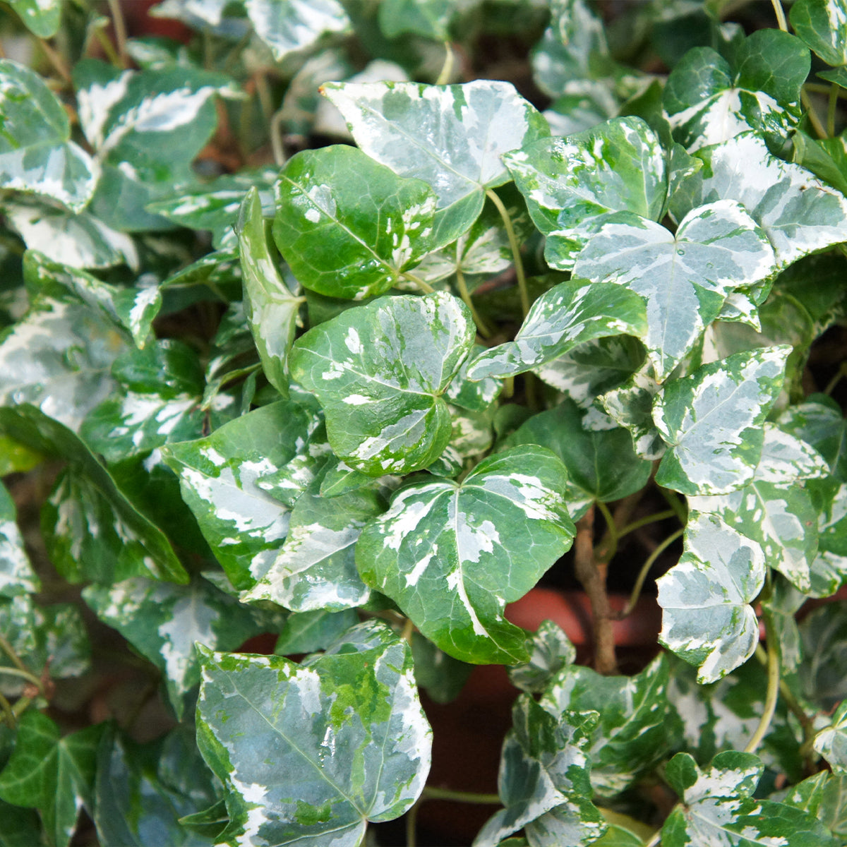 Hedera helix ‘Kolibri’ – Edera ornamentale sempreverde variegata compatta