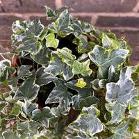 Hedera helix ‘Kolibri’ – Edera ornamentale sempreverde variegata compatta