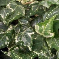 Hedera helix ‘Kolibri’ – Edera ornamentale sempreverde variegata compatta