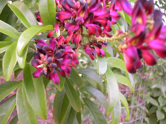 Millettia japonica – Glicine estivo rampicante ornamentale V18