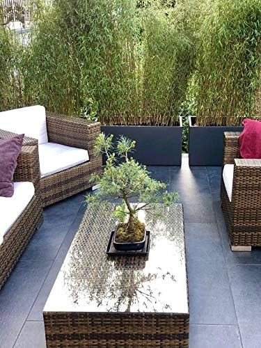 Pflanzwerk® Fioriera Vaso per fiori Portavaso Antracite 30x60x30cm *Resistente al gelo* *Protezione UV* *Europea di qualità*
