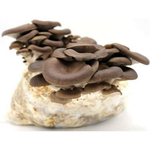 Trap crom+fero mosca olivo 6pz z api 200250