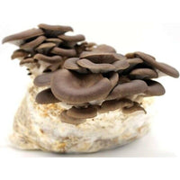 Trap crom+fero mosca olivo 6pz z api 200250