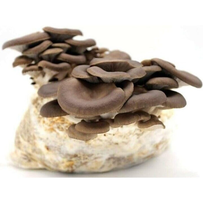 Trap crom+fero mosca olivo 6pz z api 200250