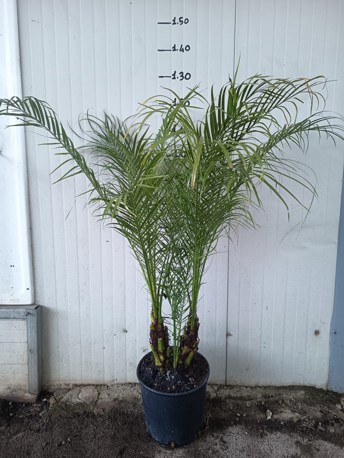 Phoenix Roebelenii V26 Robellina Palma Nana dei datteri foto reali H 120cm