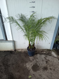 Phoenix Roebelenii V26 Robellina Palma Nana dei datteri foto reali H 120cm